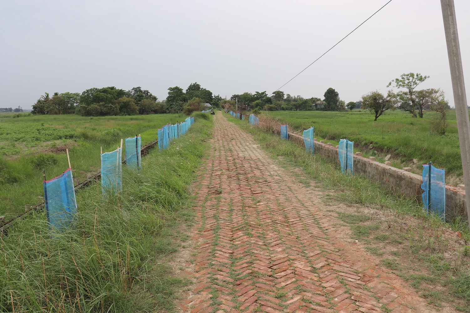 Shimanto Bank arranged Tree plantation and distribution program on the occasion of World Environment Day 2024